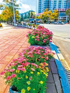 6万余盆时令花卉 扮靓晋宁区街头-昆明日报
