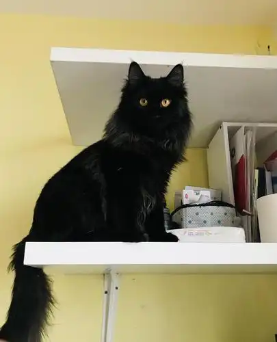 晒猫捡猫圣手前来晒猫黑长毛灰长毛