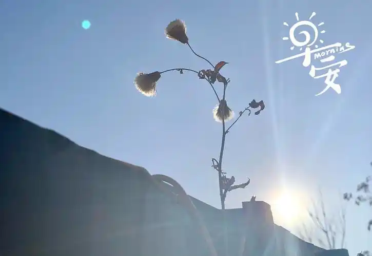 早安清晨迷人阳光2736x1824分辨率查看