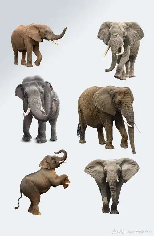 大象动物免抠元素素材