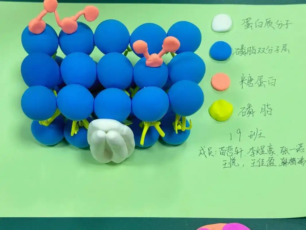 "生"生不息,格"物"致知——自立中学生物模型制作大赛