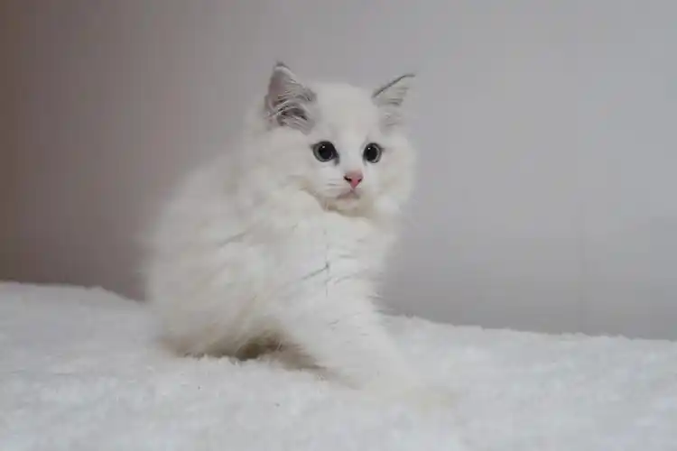 布偶猫小奶猫找家