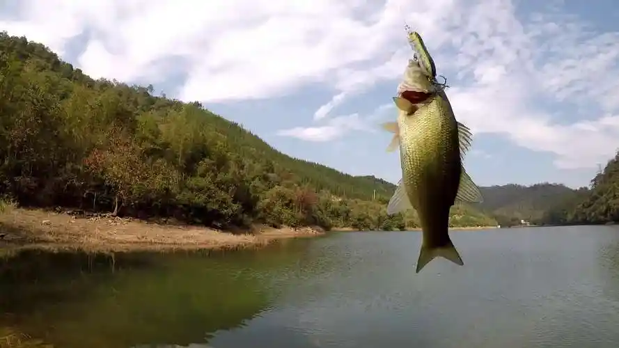 放肆路亚 山体水库猎鲈鱼