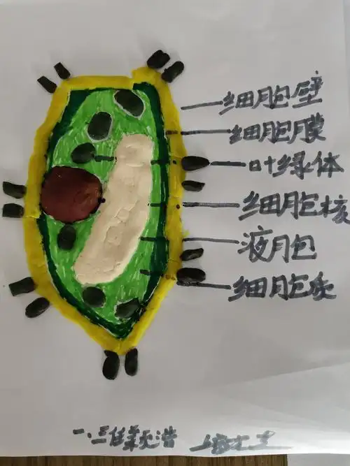 【济宁市实验初中】济宁市实验初中任贤校区开展生物学科特色活动