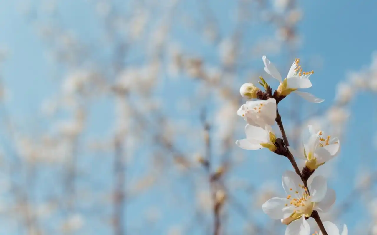 小清新唯美樱花高清桌面壁纸高清大图预览1920x1200_植物壁纸下载_美