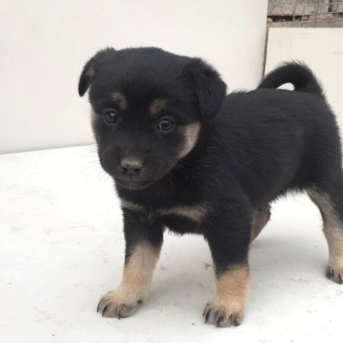 中华田园犬活体大小型幼犬家养犬纯种土狗幼犬大黄狗活体狗幼崽