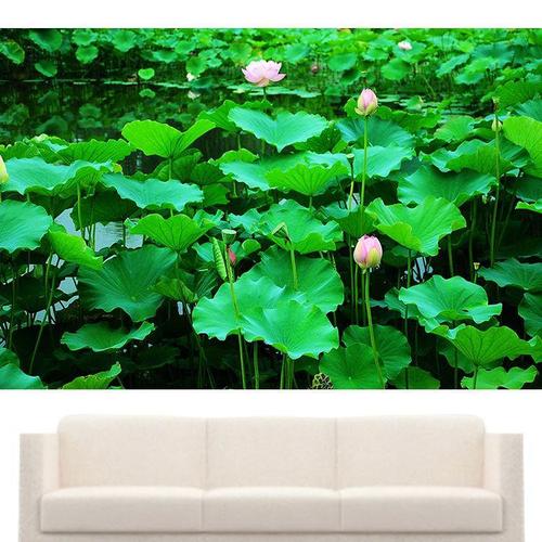 荷花池塘装饰画中堂墙贴壁画莲花自然风景背景挂画绿色植物图贴画