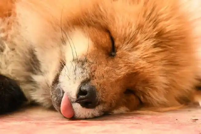 狐狸#口吐舌头x倒了 twi:@qonqon_biyori