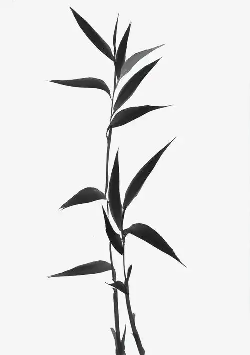 手绘黑色竹子
