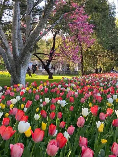美绝的北京中山公园郁金香花展