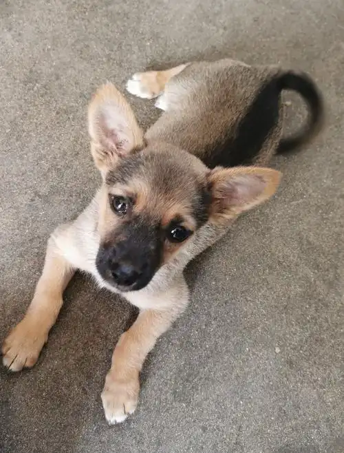 我家小萌宠小狼狗一枚