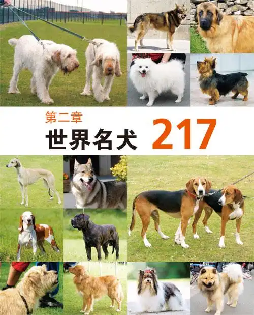 世界十大名犬简笔画