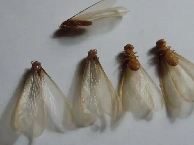 这是什么虫子的翅膀?