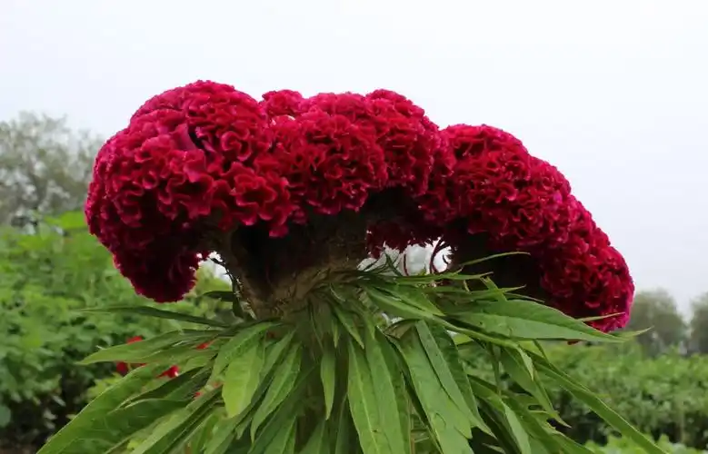 鸡冠花图片 红色鸡冠花图片