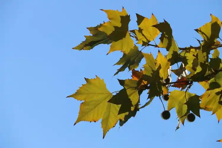 是时候展现实力x悬铃木的纠葛故事