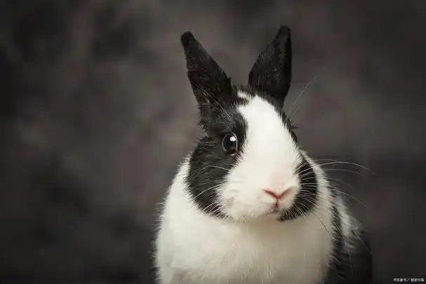 养兔子的十大禁忌