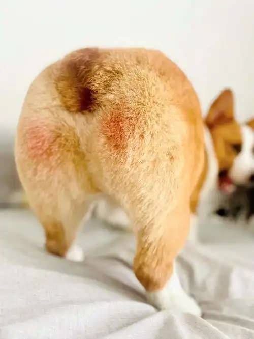 好可爱的腮红臀