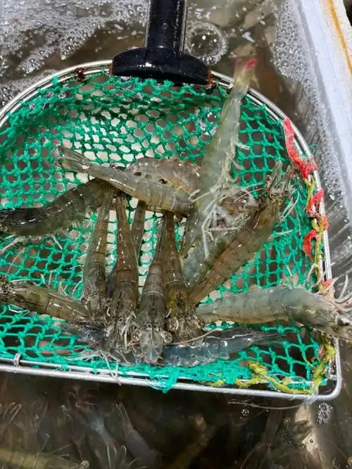 鲜虾大量上市,价格大幅回落