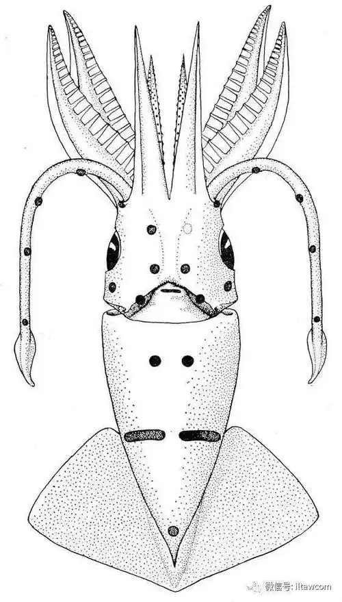 海洋科普1259中国海域鱿鱼图鉴