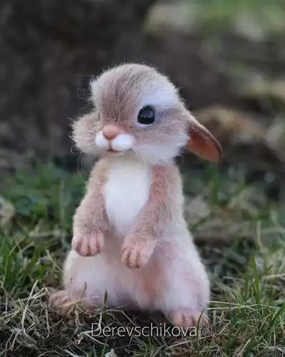 越看越欢乐,动物萌图实在萌!