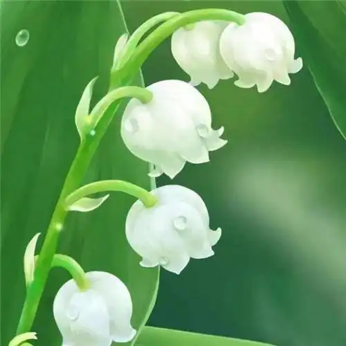 手绘花朵头像清新唯美图片