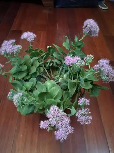 2018/10/三七花今年开的很漂亮哦