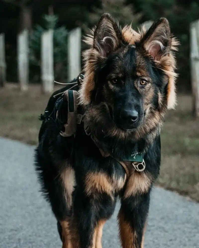 德牧|威猛霸气的大狼狗写真集96 94诶嘿6015 90想不到吧