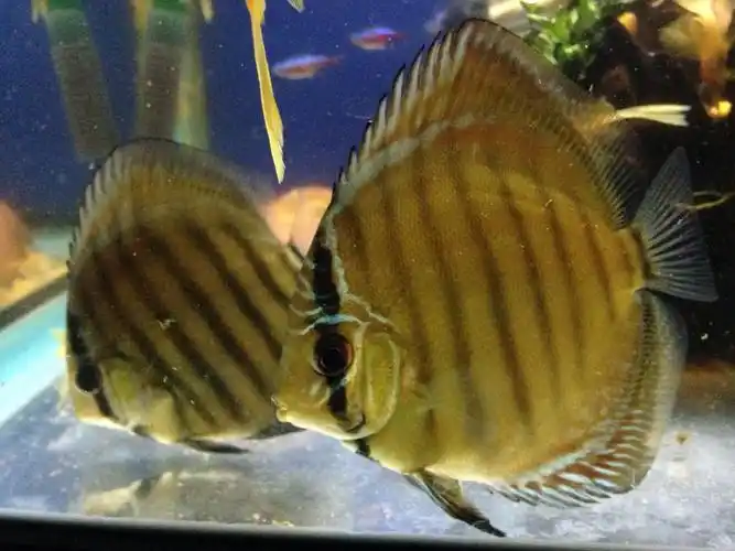 出七彩神仙阿莲卡 - 上海鱼友俱乐部 - cta南美水族