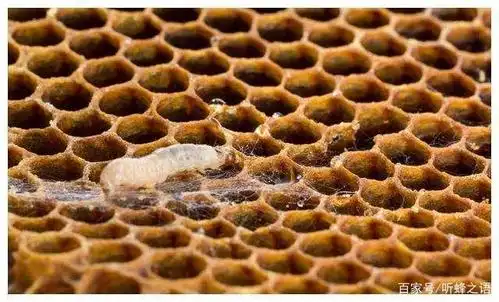 怎么判断中蜂有没有得巢虫?主要观察这六点