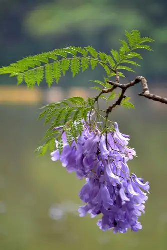《原创美篇》开远泸江公园(蓝花楹)掠影2018.4.17.