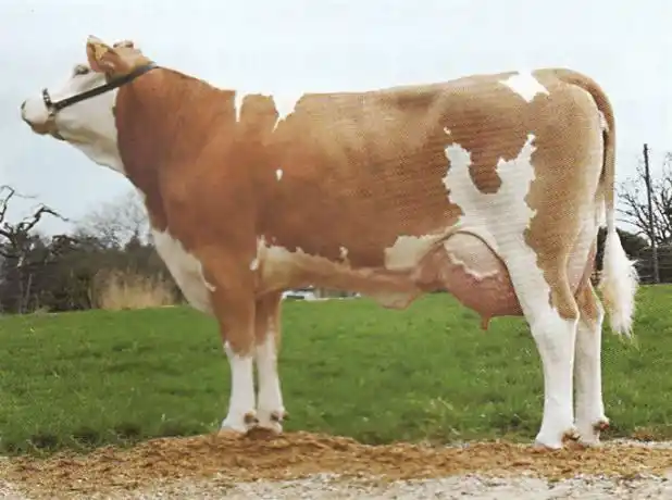 西门塔尔牛体型大,毛色多为黄白花或淡红白花,头,胸,腹下,四肢和尾多