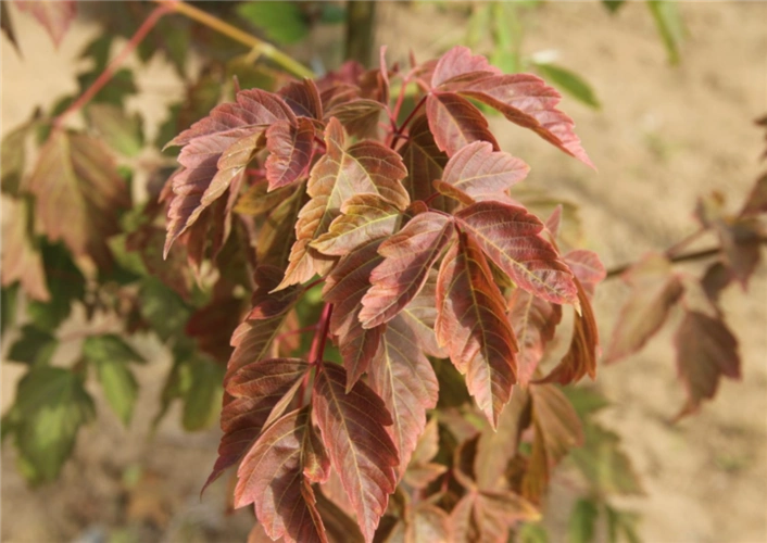 辽宁红叶复叶槭求购|售价|行情