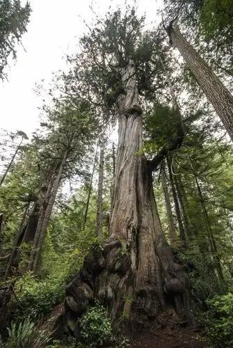 华盛顿州·奥林匹克国家公园·olympic