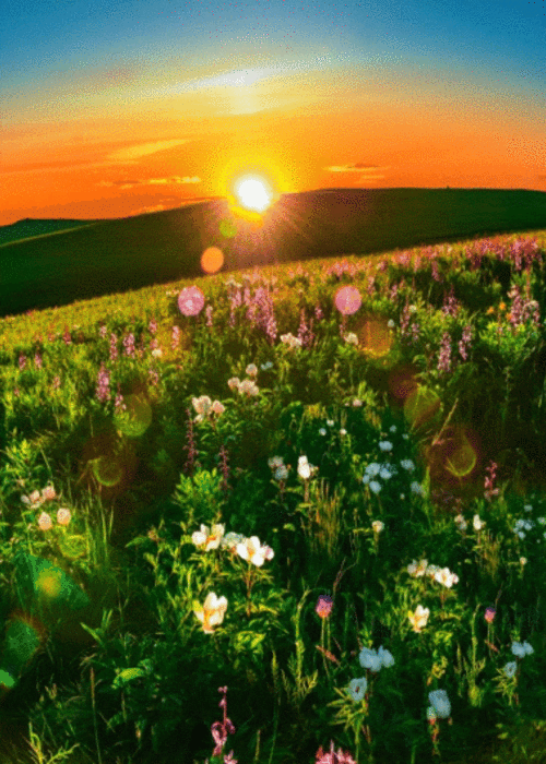 美爆了额尔古纳这里藏着一片花海