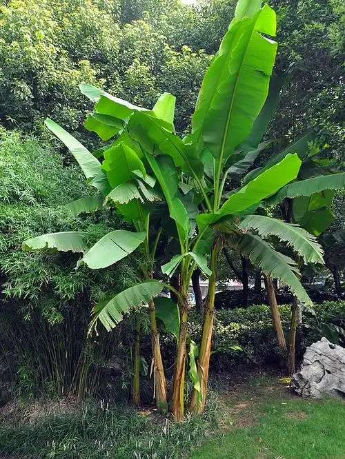 【芭蕉摄影图片】市内生态摄影_太平洋电脑网摄影部落