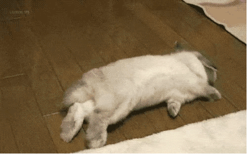 兔兔是如何为主人把自己掏空的