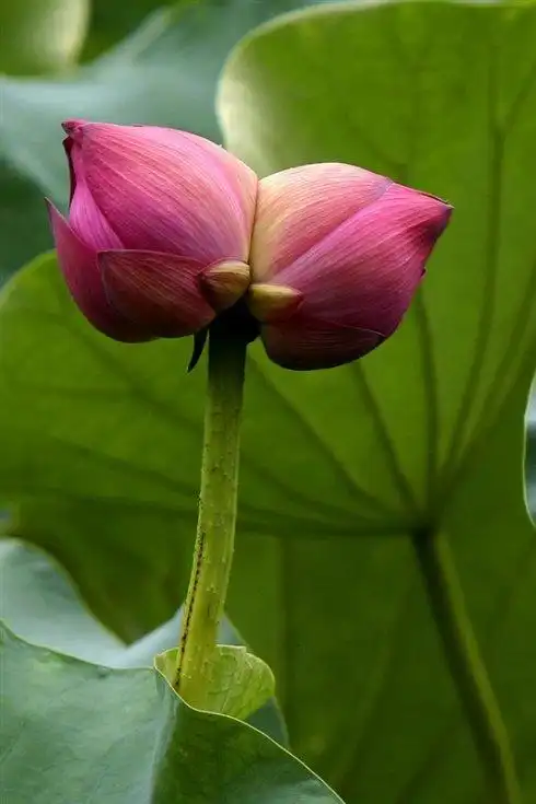 此情无计可消除,才下眉梢却上心头