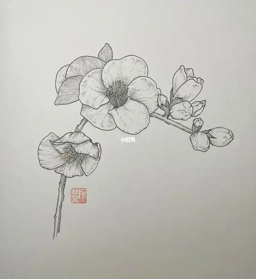 针管笔临摹144~梅花