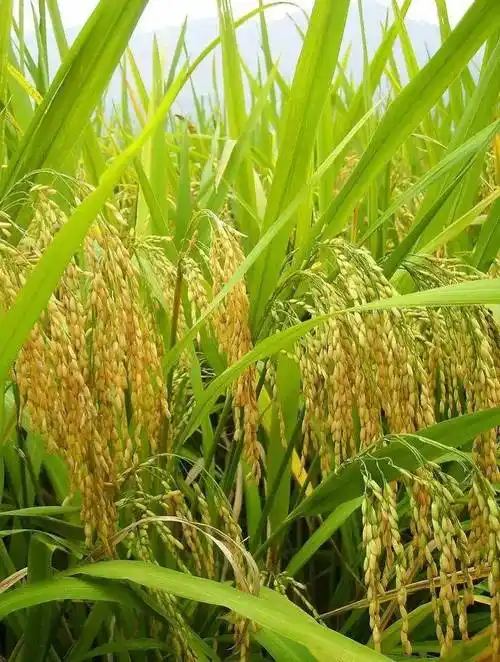 人的一生,应该像一株水稻,在土地的怀抱里生根,长叶,开花,结实,到成熟