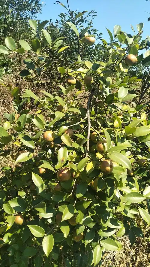 到油茶地里看看,看见满秋的果实和柴堆,乡亲们在油树地里"咣当咣当"铲