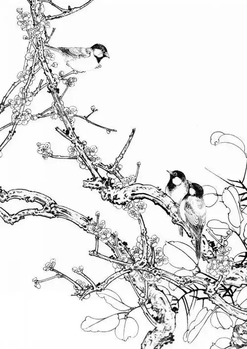 梅花小鸟白描画稿分享