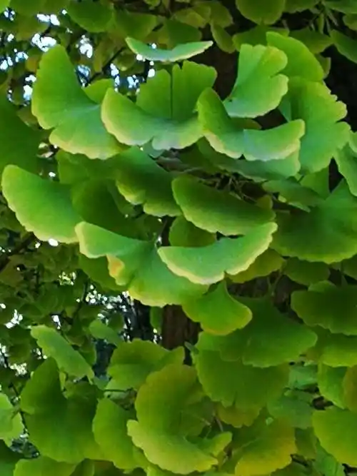 兴隆公园散步,拍银杏树叶子,变化艳丽迷人啊.2018.10.27高鹤珍制作.