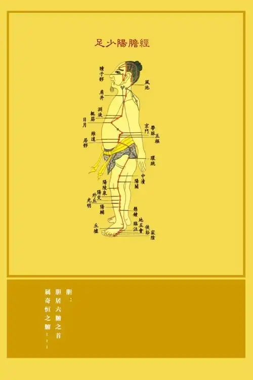 577海报印制海报展板素材57中医精油针灸足少阳胆经