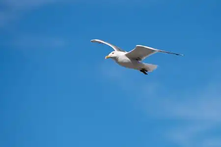 海鸥在飞翔图片