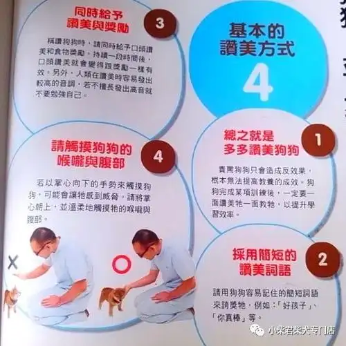 如何训练柴犬基本指令