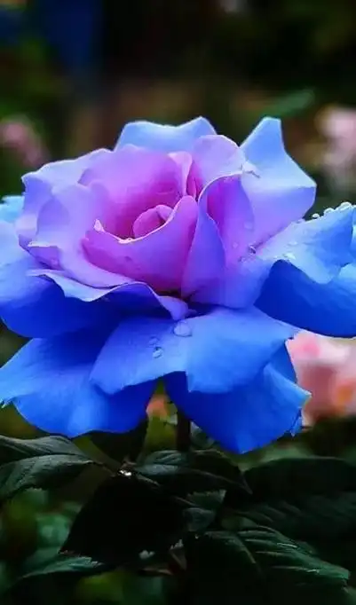 「图集」罕见的玫瑰,摘给独一无二的她