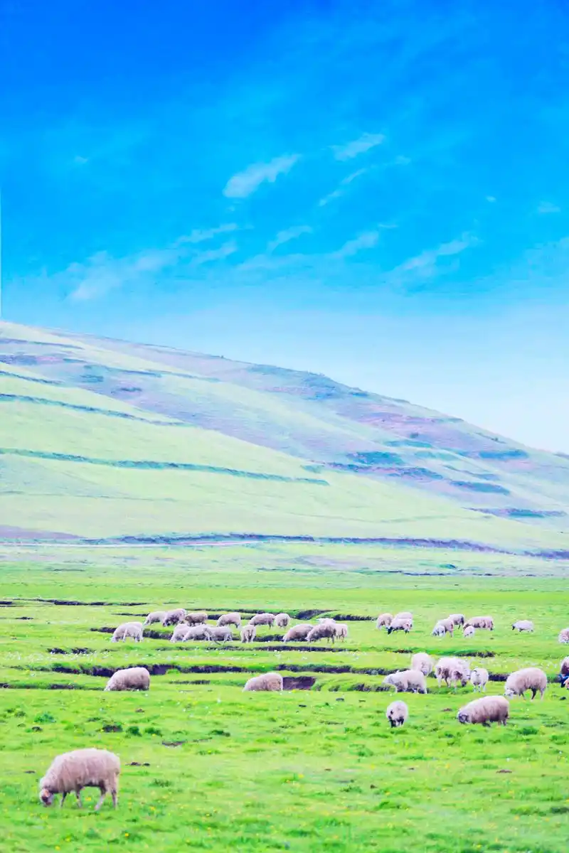 甘肃最美湿地草原面积近百万亩好看又好拍