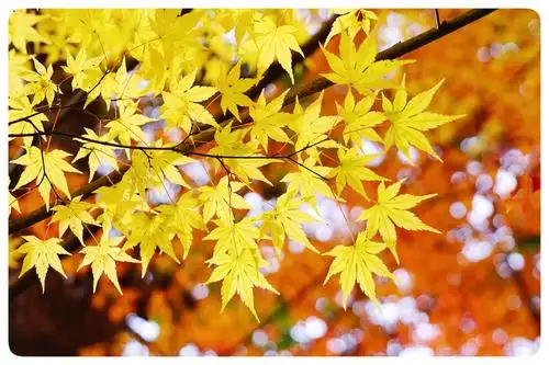 京都的枫叶独特美