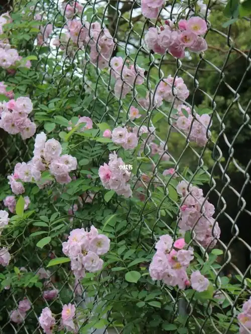 花期很短 浪漫且长#蔷薇花 #校园打卡