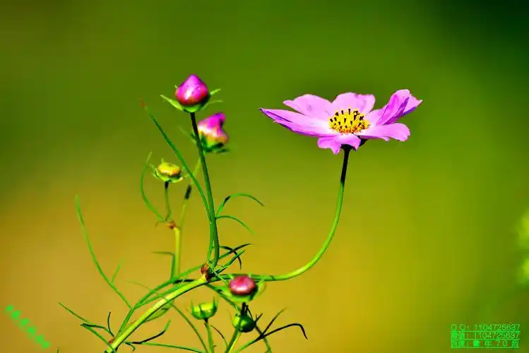 豪哥街拍#——初秋的漂亮花朵——格桑花(扫帚梅)——北国小城明珠二